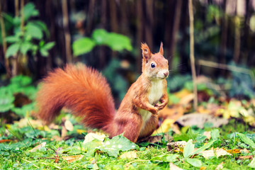 Stunning close up shot of a european red squirrel (a species of tree squirrel) in a standing position looking out for food. Photo taken in an old cemetery in Munich, Bavaria, Germany.
