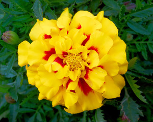 yellow marigold flower closeup, on green natural background