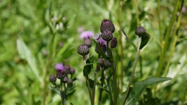 Creeping thistle or pink sow-thistle. Bloosoming Cirsium arvense video footage static camera.
