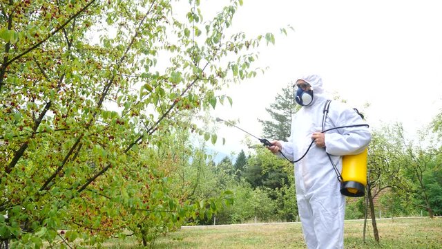 Footage of a person spraying fruits in an orchard with pesticides...