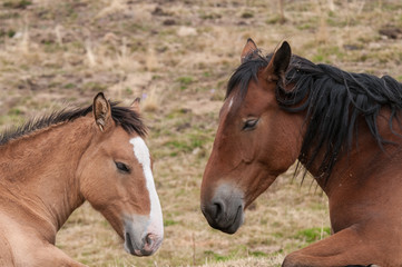 Obraz premium Caballos en el valle de Manyanet, Pirineos de Cataluña