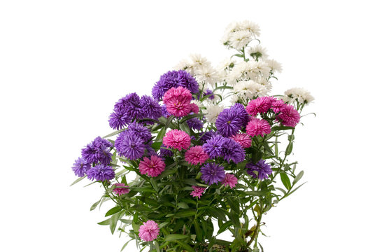 Aster novi-belgii