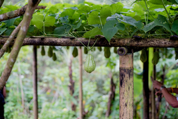 balsam apple, balsam pear, bitter cucumber, bitter gourd, bitter melon, farm
