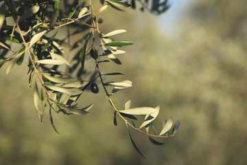 Olive tree branch handing from above in olive garden. Taggiasca or Cailletier cultivar. Selective...