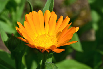 Ringelblumen im Garten blühend - Calendula officinalis, orange Blüte