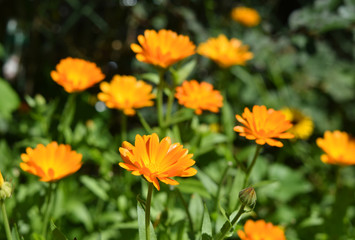 Ringelblumen im Garten blühend - Calendula officinalis, orange und gelbe Blüten