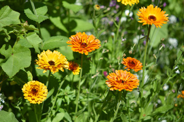 Ringelblumen im Garten blühend - Calendula officinalis, orange und gelbe Blüten