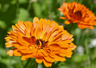 Ringelblumen im Garten blühend - Calendula officinalis, orange Blüten