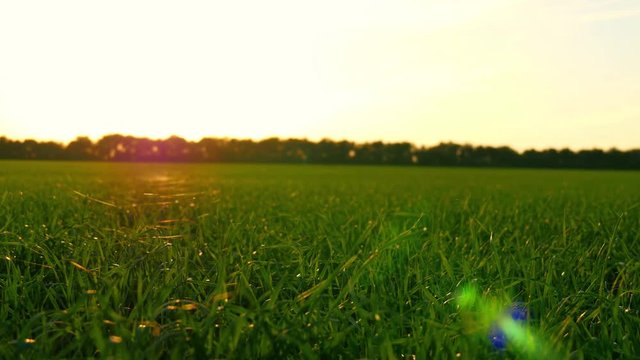Close up shot of grass on lawn in sunlight during sunset.