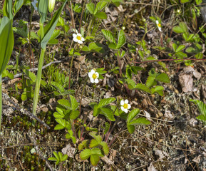 Flowering forest strawberries.