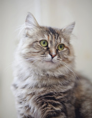 Portrait of a beautiful fluffy cat with green eyes
