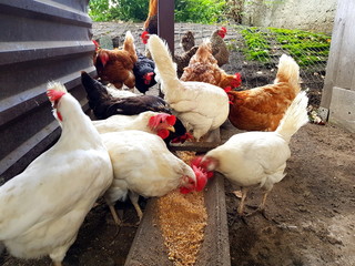 Chicken farm.