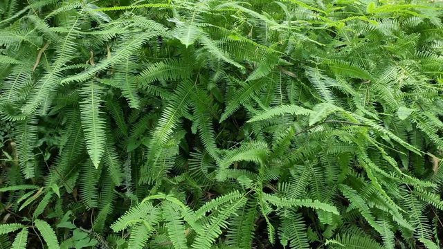 Tropical rainforest - green fern; steadicam shot, panning to the right; close-up, no people; 
