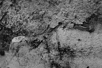 Old corrosion wall, black and white photo