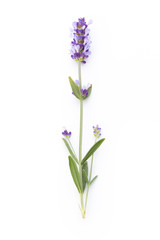 Obraz premium Lavender flowers.