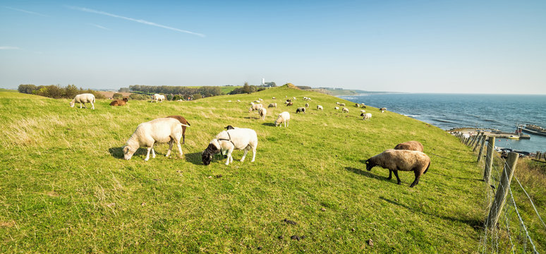 Sheep herd on Swedish sea coast