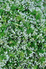 Wild garlic in flower