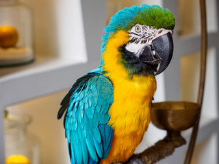 Wide angle close-up of the side of a Blue-and-yellow macaw perched on the right of an iron cage, with white urban background. Hua Hin, Thailand. Travel and animals concept.