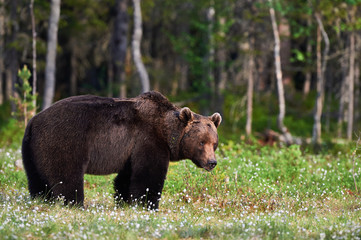 Fototapeta na wymiar Male brown bear