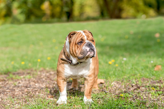 Portrait of beautiful English bulldog outdoor
