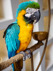 Wide angle close-up of the side of a Blue-and-yellow macaw perched on an iron cage, with white urban background. Vertical orientation. Hua Hin, Thailand. Travel and animals concept.