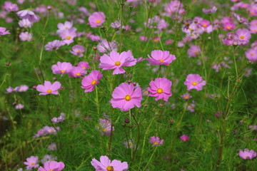 Cosmos field
