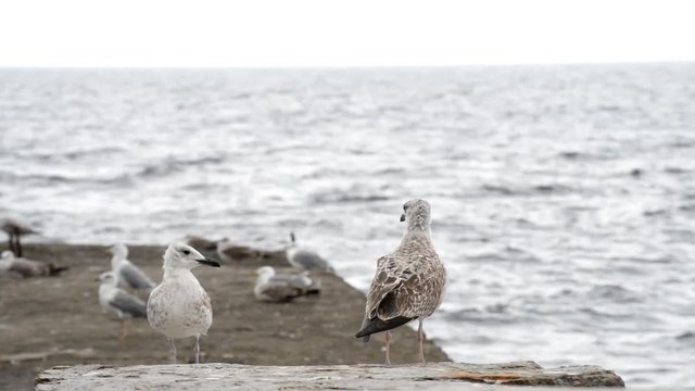 Gulls on the beach.