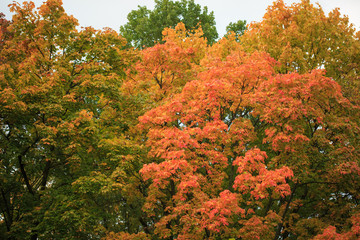 Autumn landscape. Colorful trees.