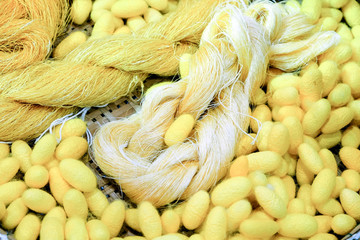 Silk thread and cocoons, silk is the wisdom of the villagers in Thailand who extract silk from...