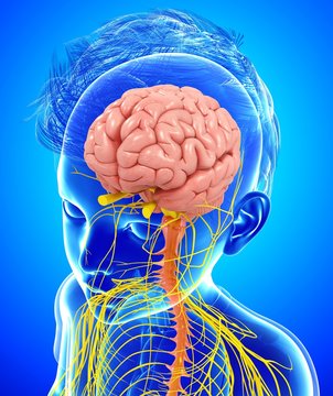 Illustration of child's brain and nervous system on blue background