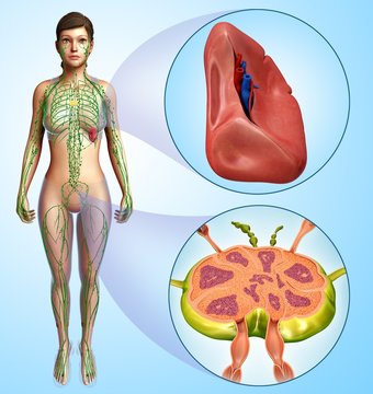 Female spleen and lymph node, illustration