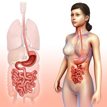 Female stomach and intestines, illustration