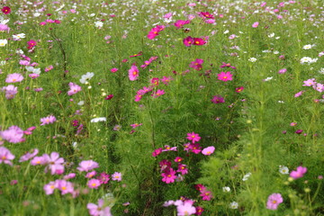 Cosmos field