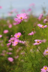 Obraz premium Cosmos field