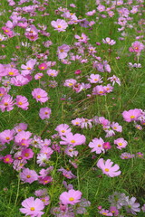 Obraz premium Cosmos field
