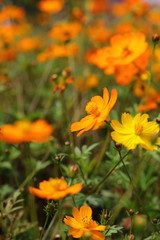 Fototapeta premium Cosmos field