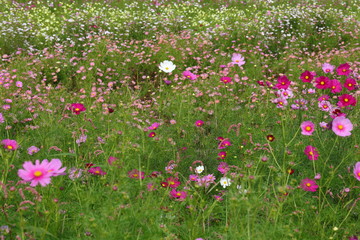 Cosmos field