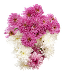 Bouquet of pink and white chrysanthemums