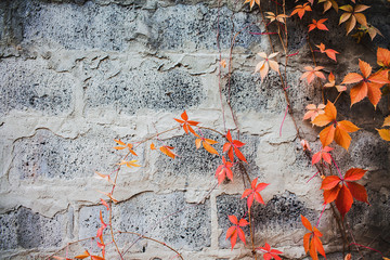 Virginia creeper on stone wall background