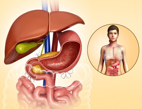 Female liver and stomach anatomy, illustration