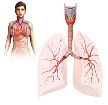 Female lung anatomy, illustration