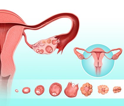 Ovarian cycle and ovulation, illustration