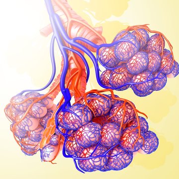 Alveoli and capillaries, illustration