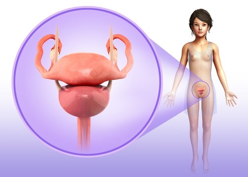 Female reproductive system, illustration