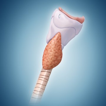 Thyroid gland and cartilage, illustration