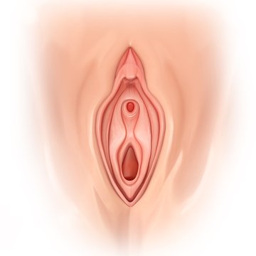 Female genitals, illustration