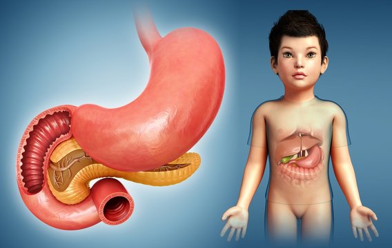 Stomach, Duodenum And Pancreas, Illustration