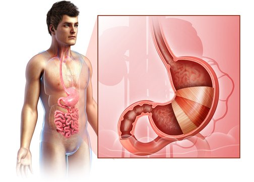 Male stomach layers anatomy, illustration