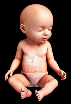 Baby's gall bladder, illustration