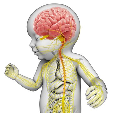 Illustration of baby's brain and nervous system on white background